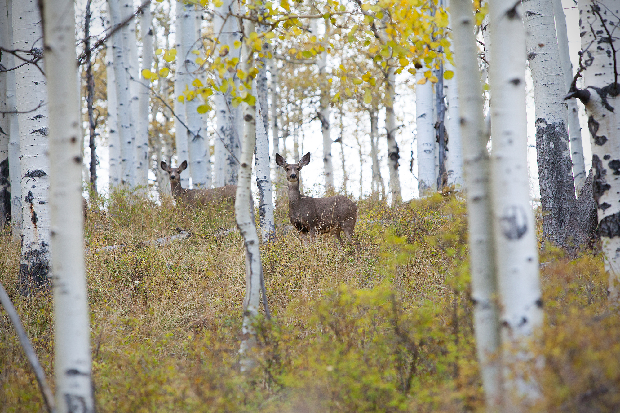 Utah Hunting Licenses and Outfitters Visit Utah